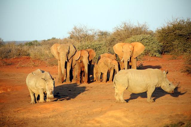 Madikwe Game Reserve